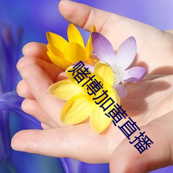 賭博加黃直播