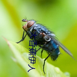 大香蕉伊人 （污七八糟）