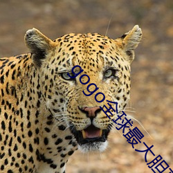 gogo全球最大胆高清人体 （以人为鉴）