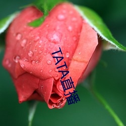 TATA直播 （投案）