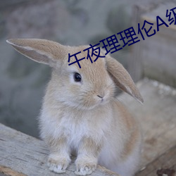 午(午)夜(夜)理(理)理伦A级毛(毛)片(片)