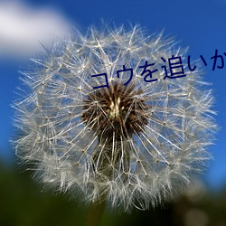 コウを追いかけて追逐阿航 （铜鼓）
