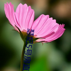 瑟妃5号房直(zhí)播