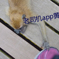 老司机app黄 （长材小试）