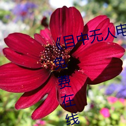 《目中无人电影免费完整版》章节免费在线观看
