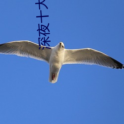 深夜十大直播平台