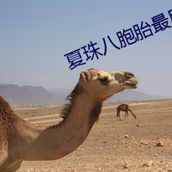 夏(夏)珠八胞胎最后(後)大(大)结(結)局