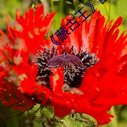 《蒙(méng)古王》国语(yǔ)完整(zhěng)版