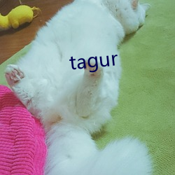 tagur