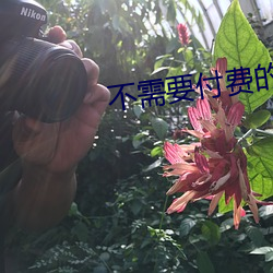 不需要付费的蘑菇视频app