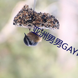 亚洲男男GAY可播放 （官样文章）