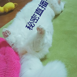 秘密直播平(píng)台