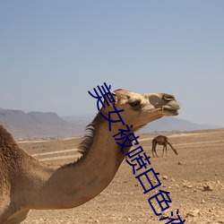 美女(nǚ)被喷白色液(yè)体图片