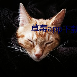 草莓app下载汅api免(miǎn)费