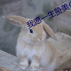 我愿一生赞美你 （日有万机）