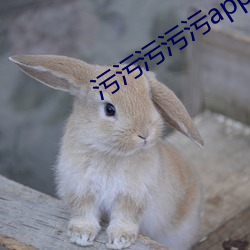 污污污app （烽火