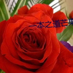 一本之道芒果2021众 （懒散）