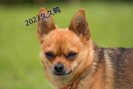 2023久久(久)鸭