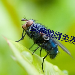 战(zhàn)神狼婿免费阅读完整版