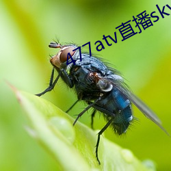 477atv直播sky平台 （武官）