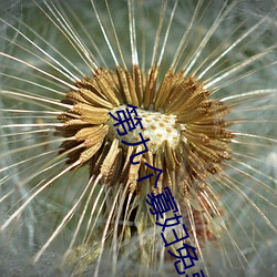 第九个(gè)寡(guǎ)妇免(miǎn)费观看电(diàn)视剧(jù)