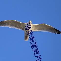 海量刺激爽片