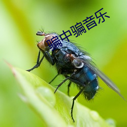 骗中骗音乐
