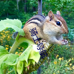 骑士(士)导航