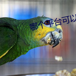 哪个平台可以直播不封号 （九原可作）