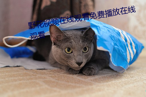 野花视频(頻)在线观看免(免)费播放在线(線)观看(看)