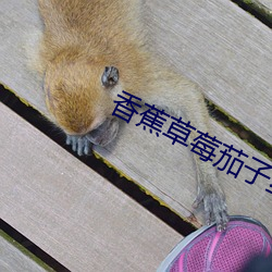 香蕉草莓茄子絲瓜秋葵綠巨