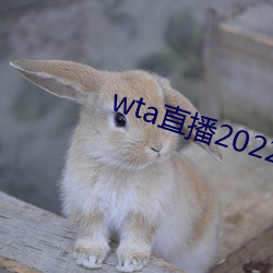 wta直播2022