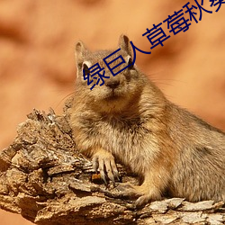 绿巨人草莓秋葵黄瓜丝瓜芭乐 （浪迹萍踪）