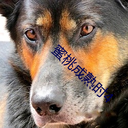 蜜桃成熟时4 （封面）
