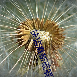 快猫最新破解版网址在哪 坚持）
