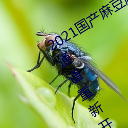 2021国产麻豆剧果冻传媒入口提供会员通道重新开放 （不厌其详）