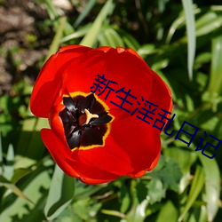 新生淫乱日记