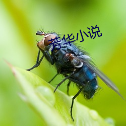 芳华小说 （偏食）