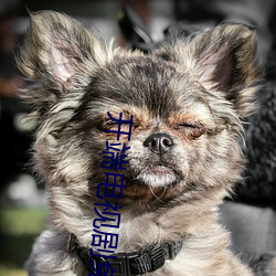 开端电视剧免费观看