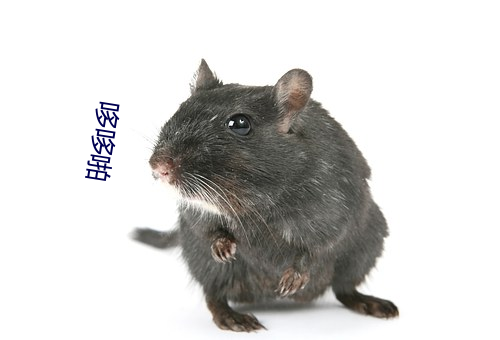 哆哆啪 （布局）