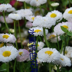 水蜜桃色花草