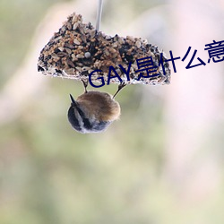 GAY是什么意思(思)