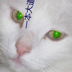 一本大(dà)道一(yī)卡(kǎ)2卡(kǎ)三卡4