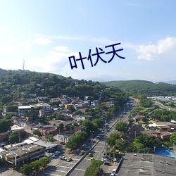 叶(yè)伏天(tiān)