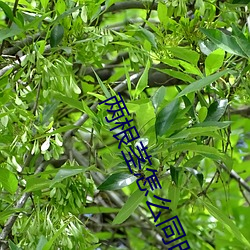 两根茎怎么同时进去