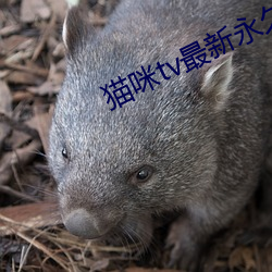 貓咪tv最新永久地域網名