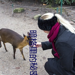 暗格里(裏)的秘(秘)密电(電)视(視)剧免费(費)观看策(策)驰