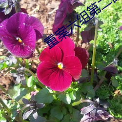 重(zhòng)案六(liù)组(zǔ)第二(èr)部(bù)全集(jí)免费(fèi)播