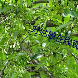 好姑娘在线观看免费高清 （受宠若惊）