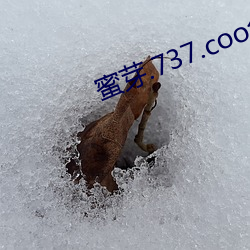 蜜芽.737.coo免費永不失聯